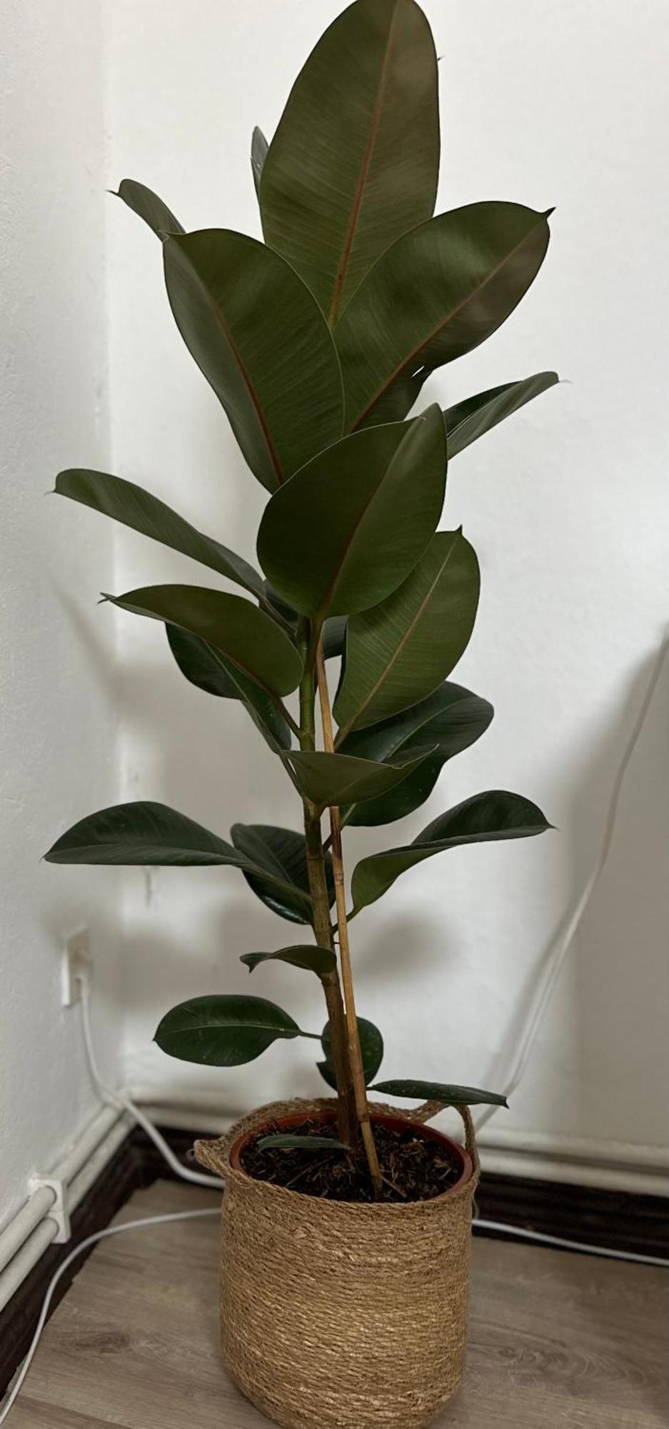 Apartment Augustus *